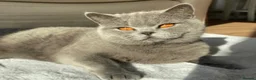 British Shorthair cats for sale: STUNNING GCCF REG BRITISH SHORTHAIR KITTENS  - Advert 5