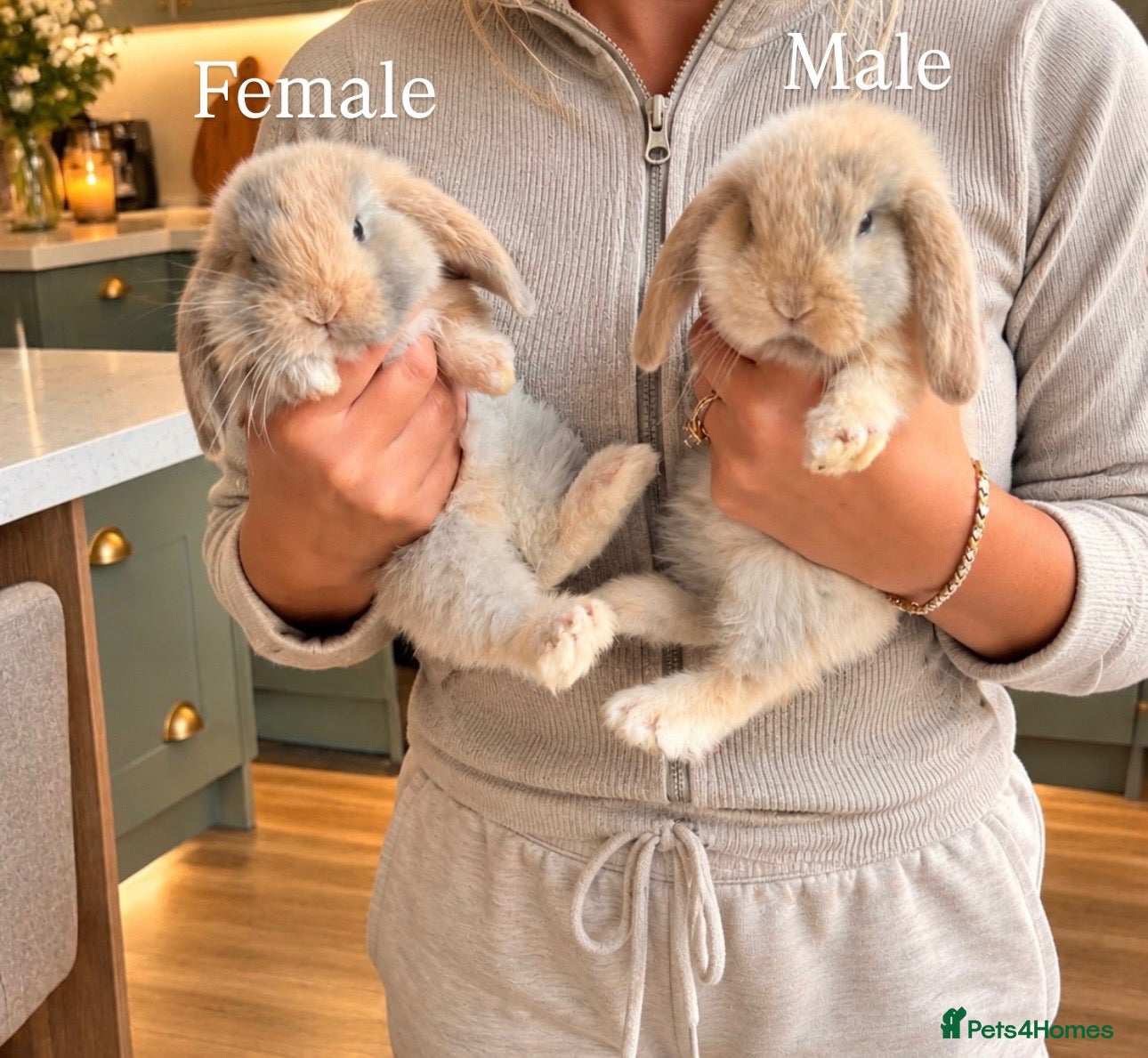 French Lop rabbits Beautiful French lop rabbits  - Advert 2