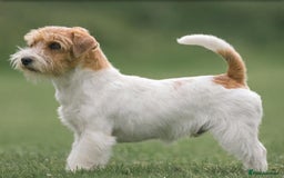Jack Russell dogs for sale: Pedigree Jack Russell Terriers - Image 1