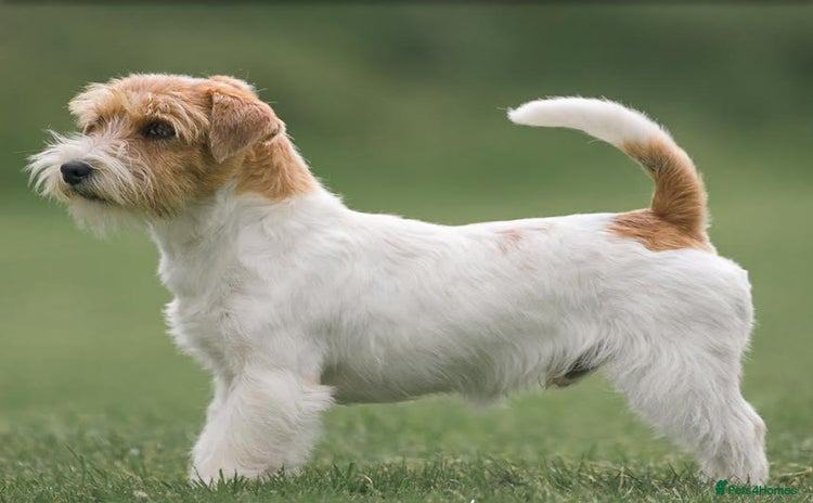 Jack Russell dogs - Advert 16