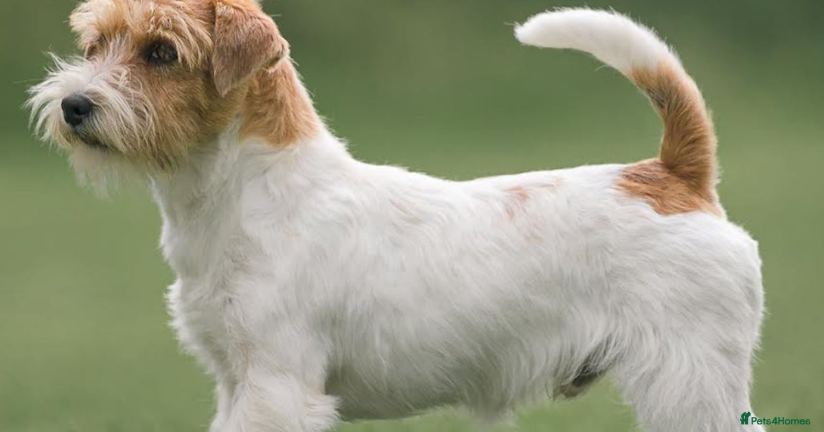 Pedigree Jack Russell Terriers for sale in Enniskillen Pets4Homes