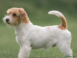 Jack Russell dogs - Advert 1