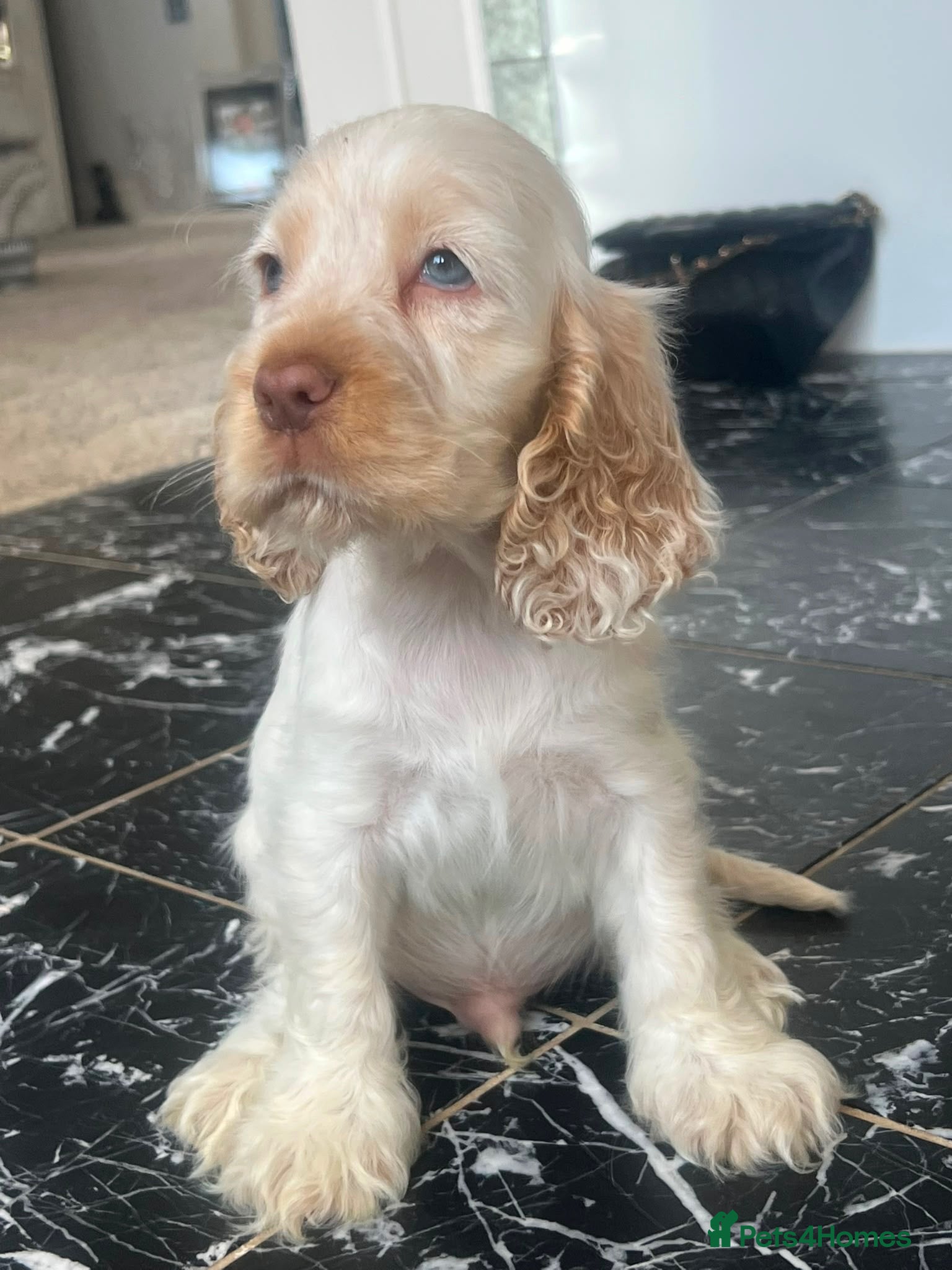 Cocker Spaniel dogs 🧡 Stunning Show-Type Cocker Spaniel  🧡 - Advert 1