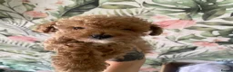 Toy Poodle dogs for sale: Female toy poodles in Newcastle upon Tyne - Advert 4