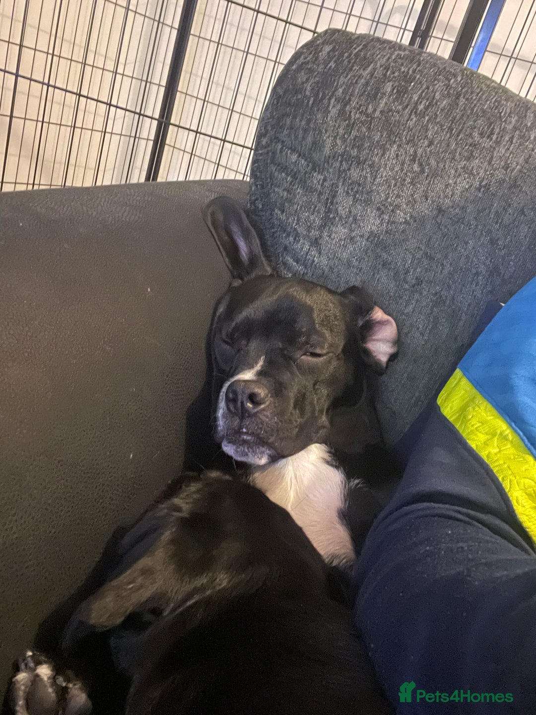 Mixed Breed dogs for sale: Ronnie and Reggie  - Advert 2