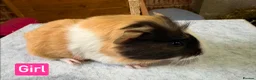 Guinea Pig rodents for sale: Guinea pigs for sale - Advert 2
