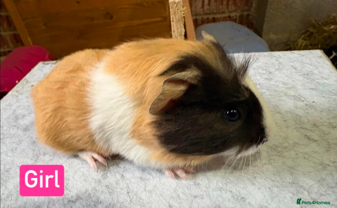 Guinea Pig rodents for sale: Guinea pigs for sale - Advert 2