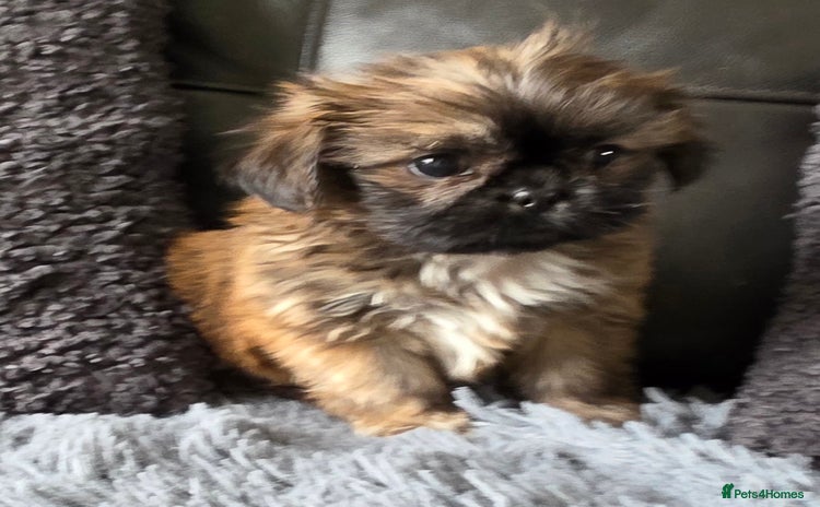 Shih Tzu dogs - Advert 5