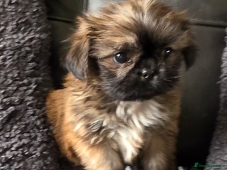 Shih Tzu dogs - Advert 5