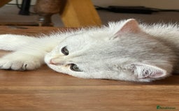 British Shorthair cats for sale: Silver shorthair girl with green eyes  - Image 4