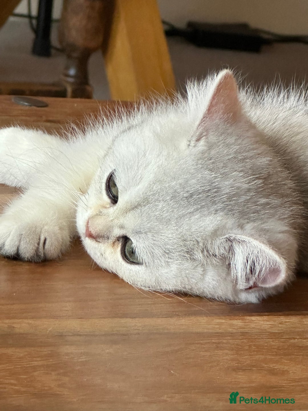 British Shorthair cats for sale: Silver shorthair girl with green eyes  - Image 4