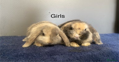 Lionhead rabbits - Advert 10