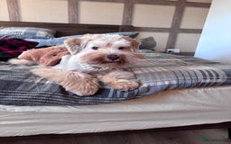 Miniature Schnauzer dogs for sale: Wheaton cameral Mini shnauzer for sale🌟✨ - Image 1