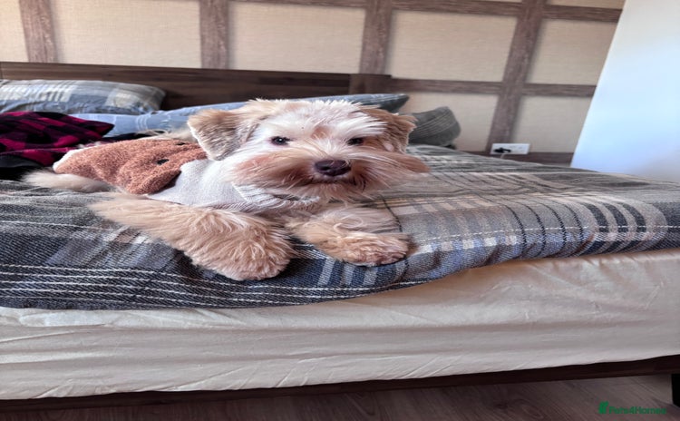 Miniature Schnauzer dogs - Advert 1