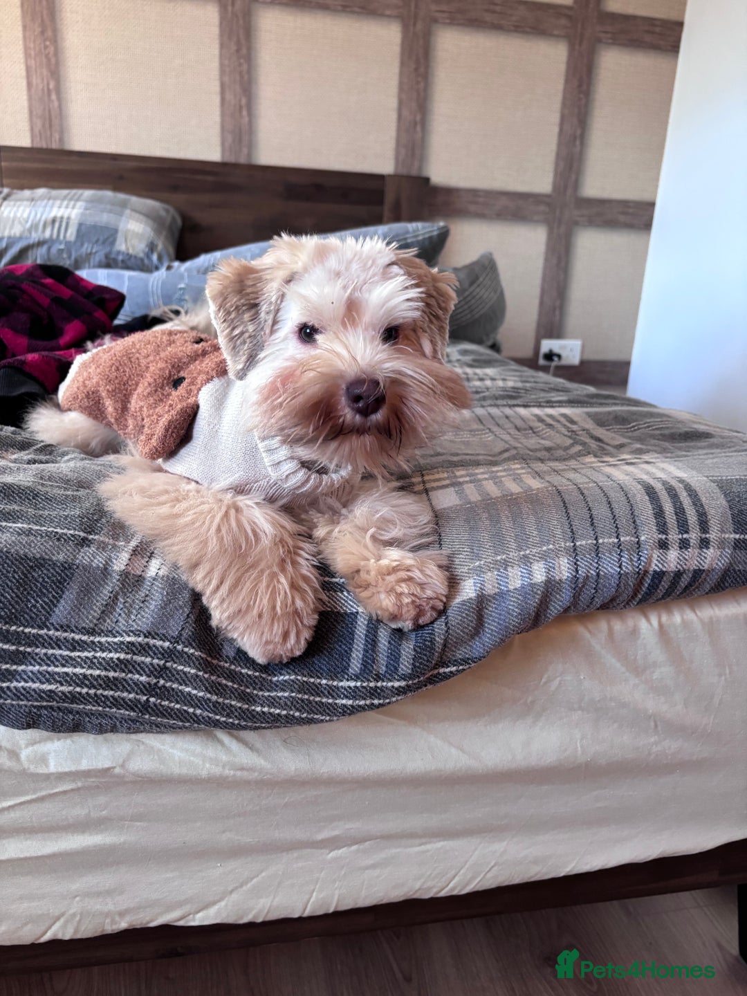 Miniature Schnauzer dogs for sale: Wheaton cameral Mini shnauzer for sale🌟✨ - Image 1