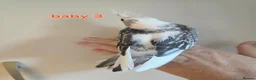 Cockatiels birds for sale: 3 white & grey pearl cockatiels  - Advert 9