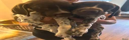 German Shorthaired Pointer dogs for sale: german shorthaired pointer puppies - Advert 6