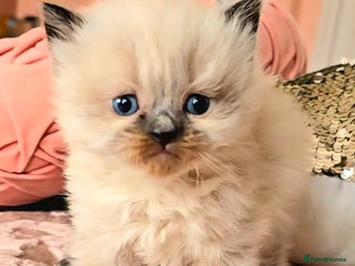 Persian cats Pedigree Persian Himilayan kittens - Advert 7