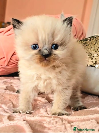 Persian cats Pedigree Persian Himilayan kittens - Advert 1