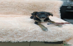 Mixed Breed dogs for adoption: 💙🐶 MARIUSZ 🐶💙 - Image 6