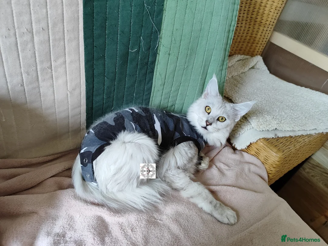 Maine Coon cats for sale: The sweetest girl ever 😻 - Advert 5