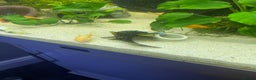 Catfish fish for sale: Complete fish tank set up with fish - Advert 7