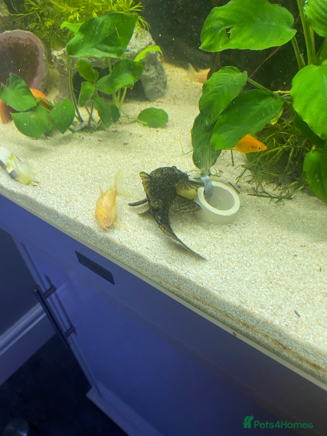 Catfish fish for sale: Complete fish tank set up with fish - Advert 7
