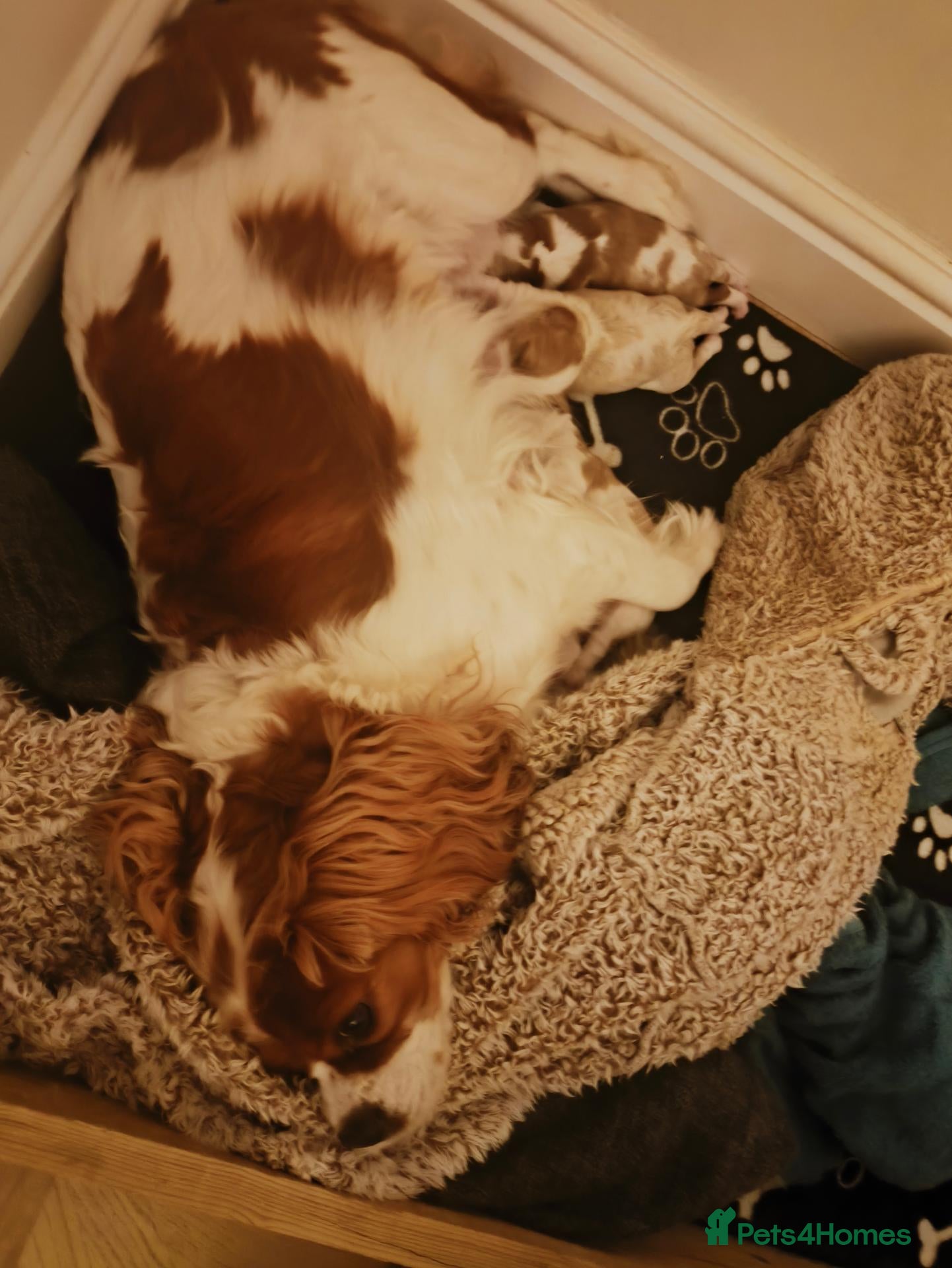 Cavalier King Charles Spaniel dogs Gorgeous little of Male Blenheim puppies - Advert 1