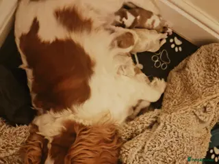 Cavalier King Charles Spaniel dogs Gorgeous litter of Male Blenheim puppies - Advert 1