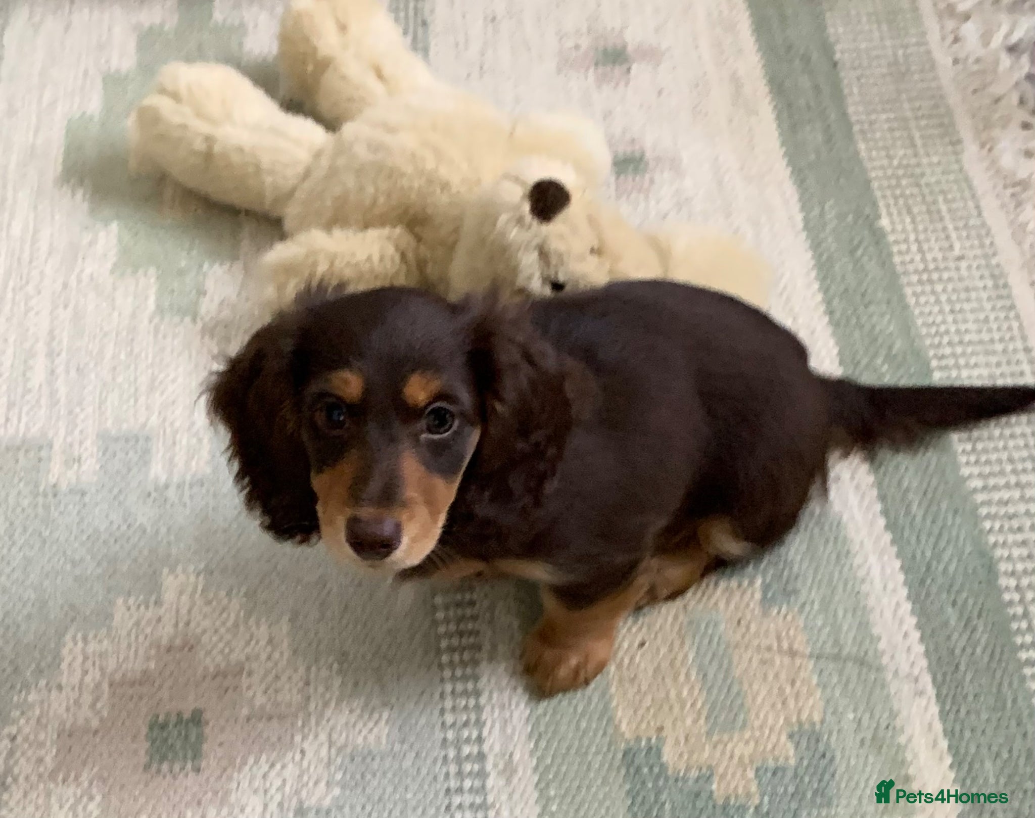 Dachshund dogs for sale: Last 2 Miniature longhaired dachshund Puppies - Advert 10