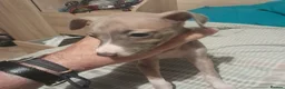 Mixed Breed dogs for sale: Whiggies. Whippet x Italuan greyhound - Advert 6