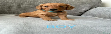 Cockapoo 4