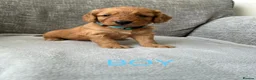 Cockapoo dogs for sale: Stunning F1 Cockapoo’s - Advert 6