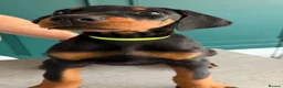 Dobermann dogs for sale: 2 LEFT,READY NOW,BEAUTIFUL DOBERMAN PUPPIES - Advert 5
