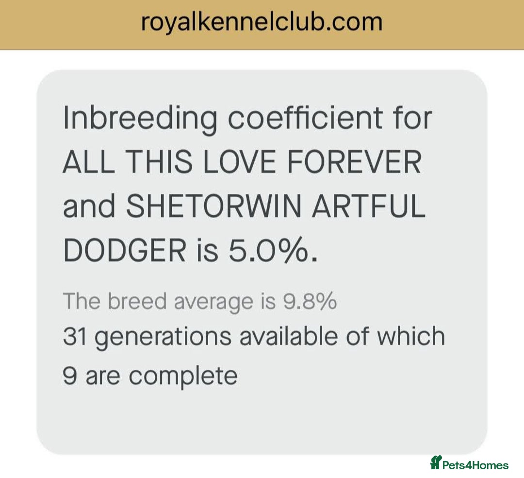 Whippet dogs for sale: Kennel club blue Whippet puppies Champion lines - Advert 7