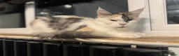 Maine Coon cats for sale: Pet Female calio mainecoon  - Advert 9