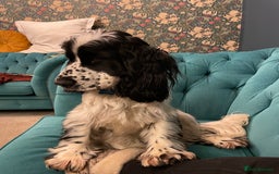 Cocker Spaniel dogs for sale: Beautiful 18 month Show Cocker Spaniel - Image 6