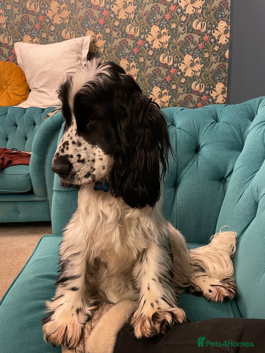 Cocker Spaniel dogs for sale: Beautiful 18 month Show Cocker Spaniel - Image 6