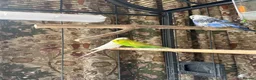 Budgerigars birds for sale: Large cage & 3 Budgies   in Bristol - Advert 7