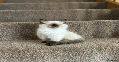 Ragdoll cats - Advert 6