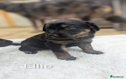 Mixed Breed dogs for sale: 4 girls available end of October  - Image 5
