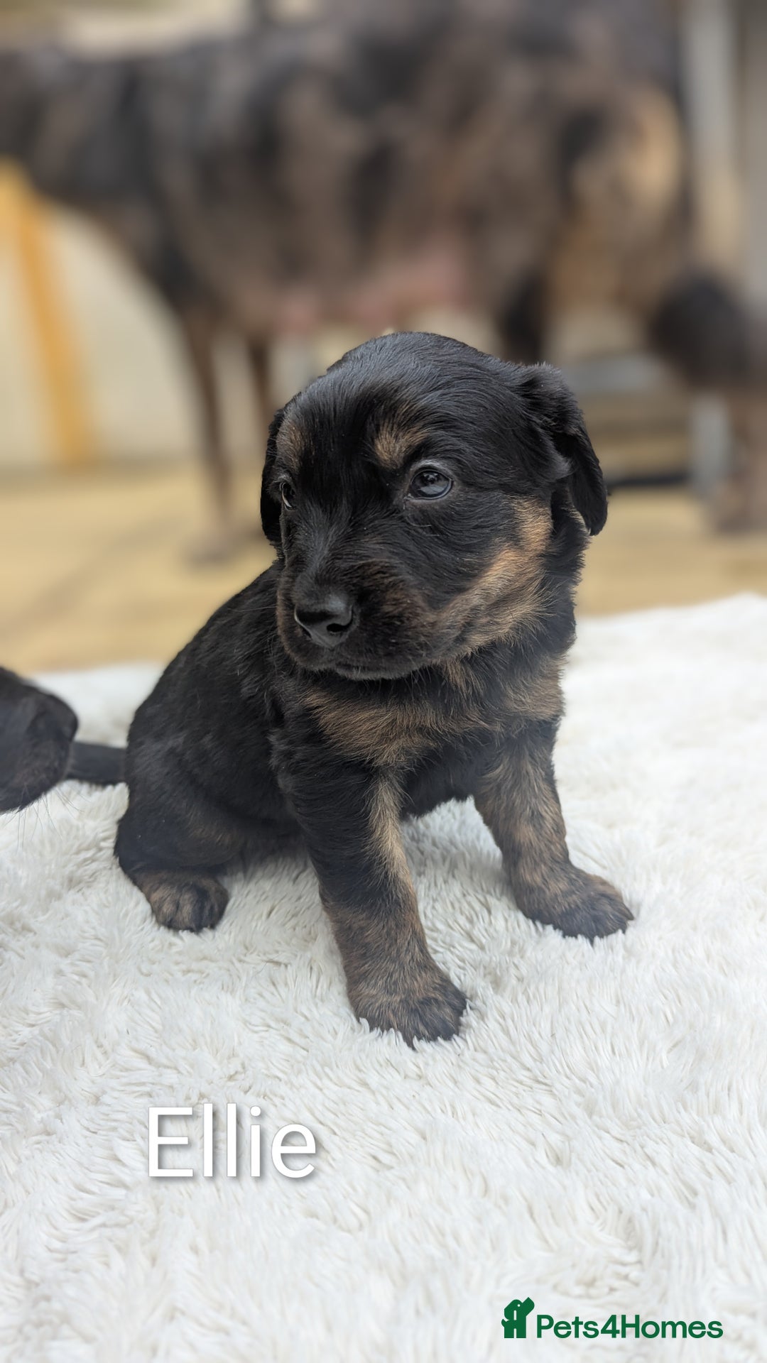 Mixed Breed dogs for sale: 4 girls available end of October  - Image 5