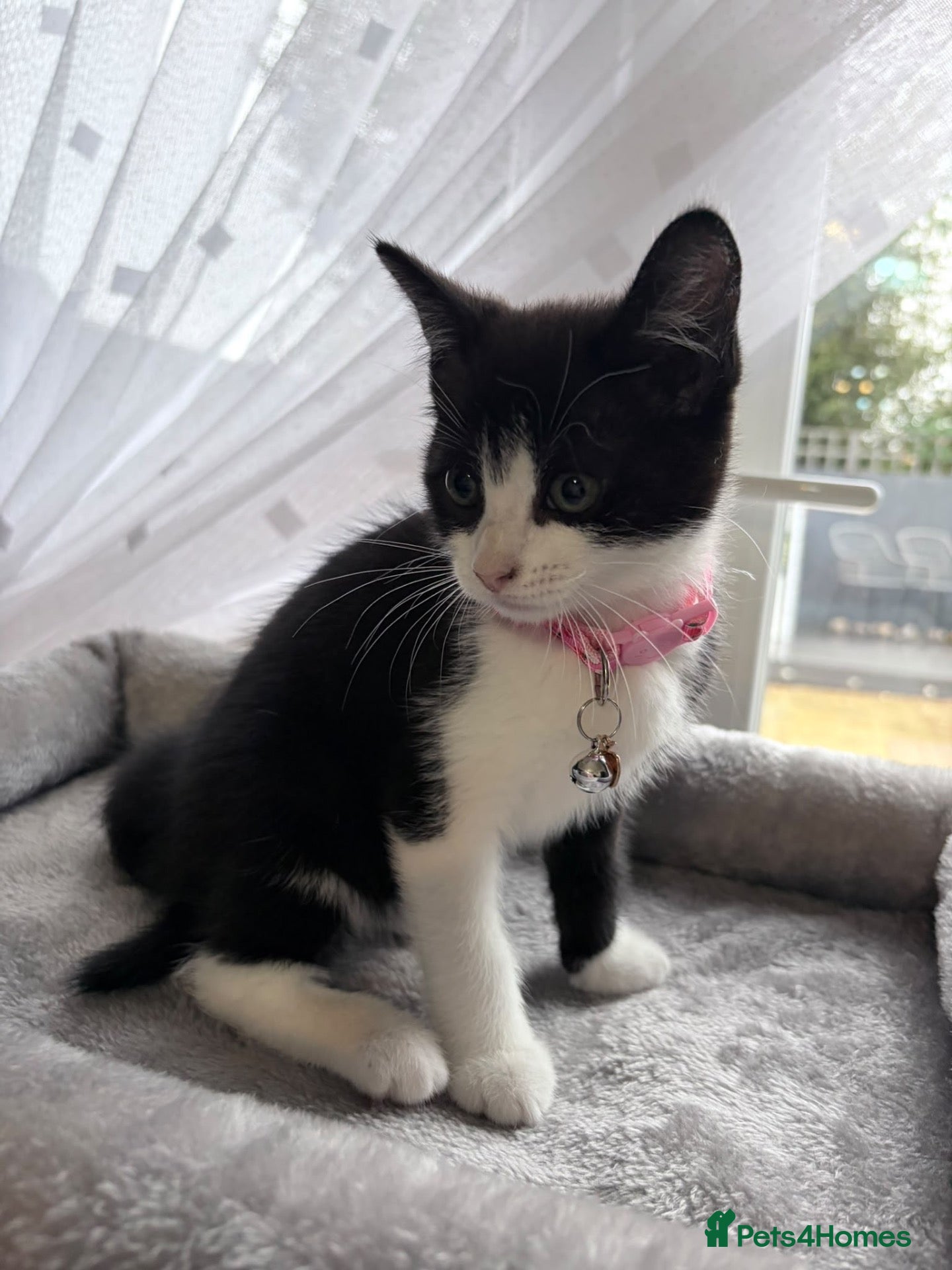 Mixed Breed cats Gorgeous back and white female girl  for sale  - Advert 1
