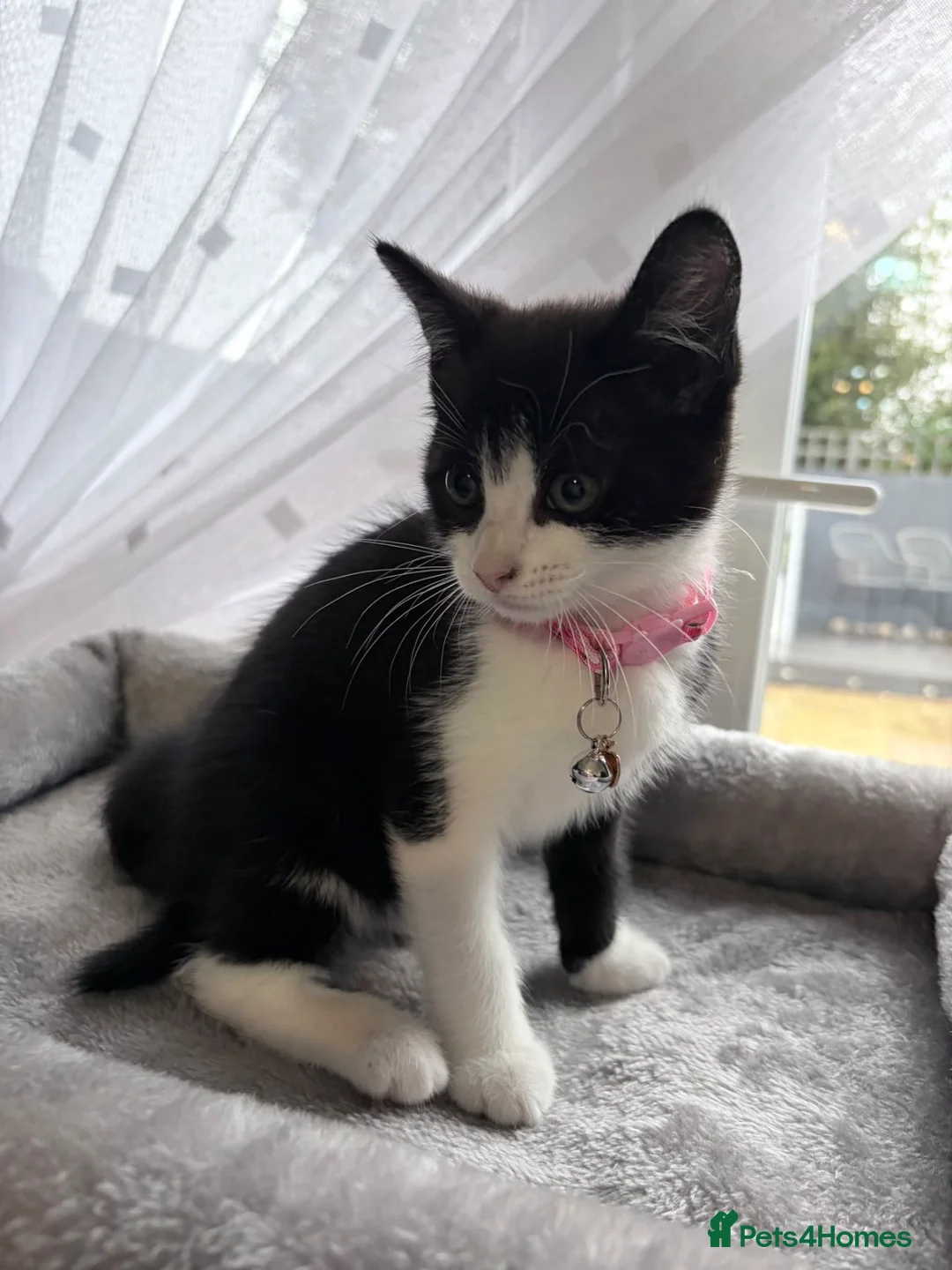 Mixed Breed cats for sale: Gorgeous back and white female girl  for sale  - Advert 1