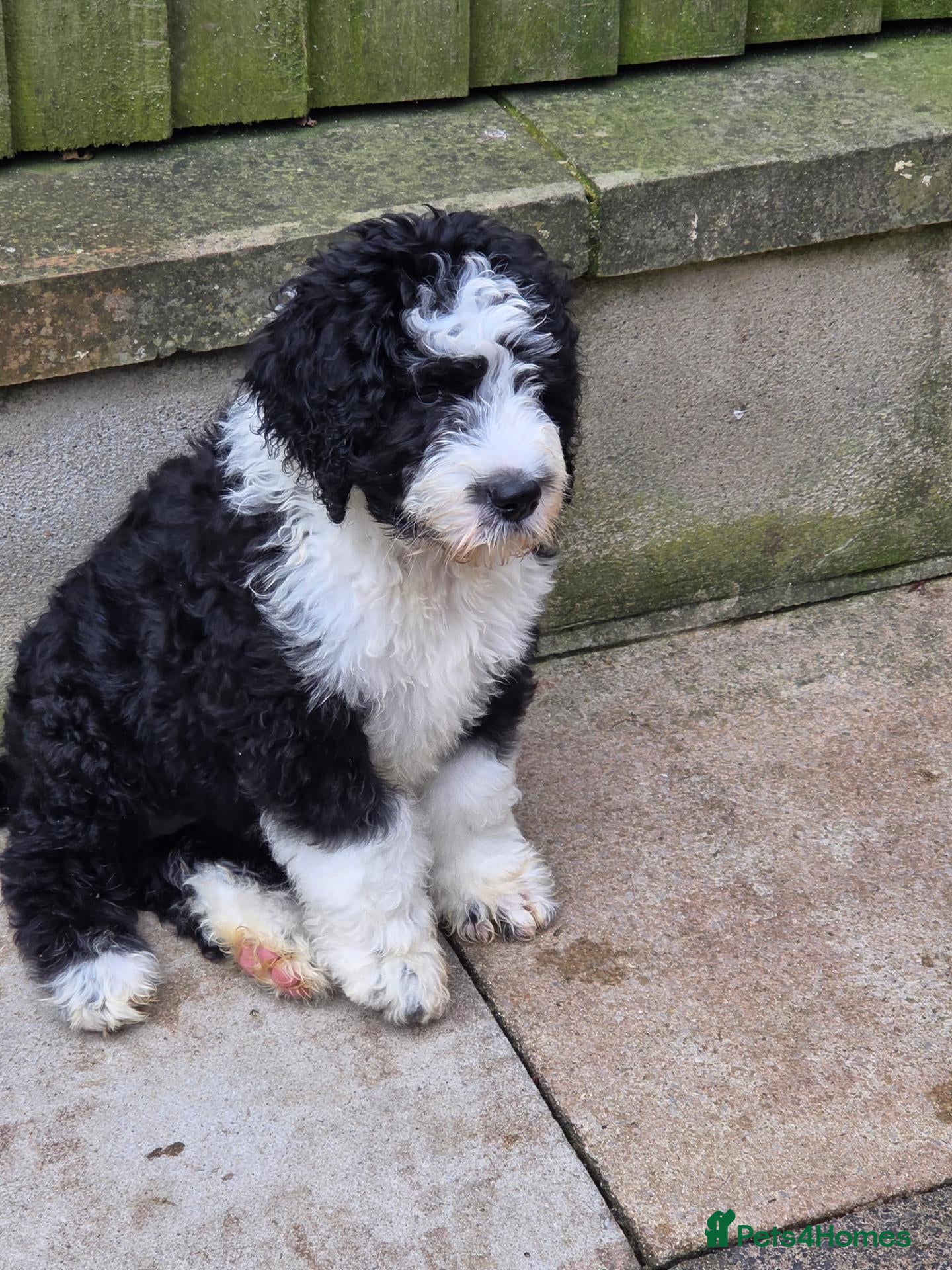 Old English Sheepdog dogs ONE HANDSOME MALE SHEEPADOODLE AVAILABLE  - Advert 2