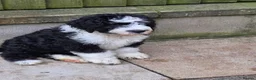 Old English Sheepdog dogs for sale: ONE HANDSOME MALE SHEEPADOODLE AVAILABLE  - Advert 2