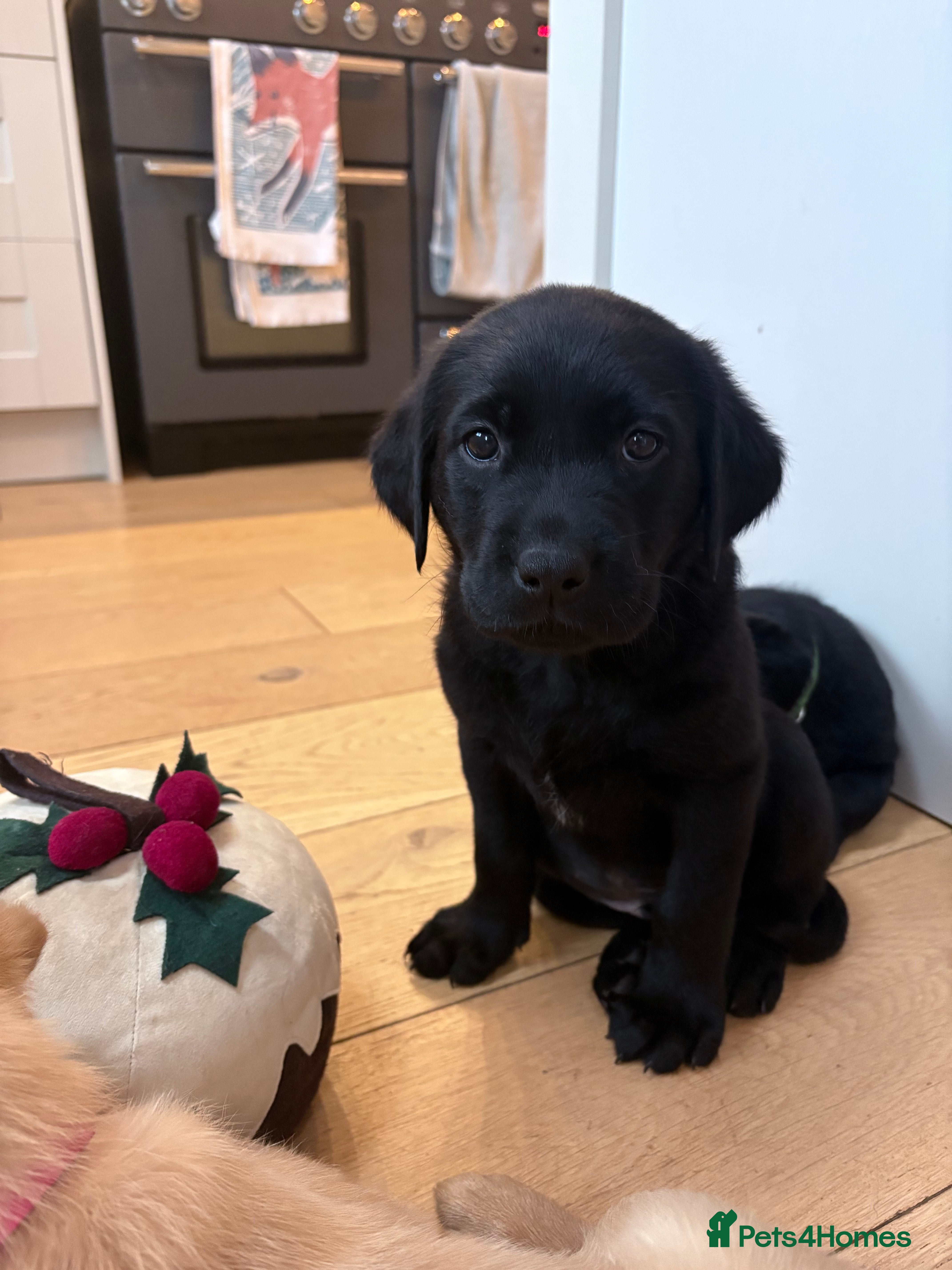 Labrador Retriever dogs Beautiful Pedigree Labrador Puppies - Advert 11