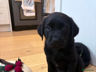 Labrador Retriever dogs Beautiful Pedigree Labrador Puppies - Advert 1