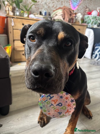 Mixed Breed dogs - Advert 1