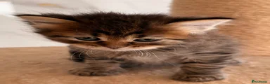 Siberian 3